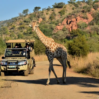 A safari jeep and a giraffe at the Pilanesberg National Park in South Africa.