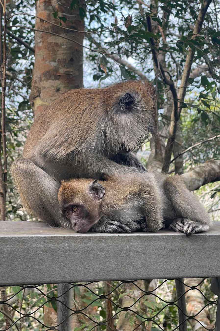 Photo of two long-tailed Macaques in Singapore.